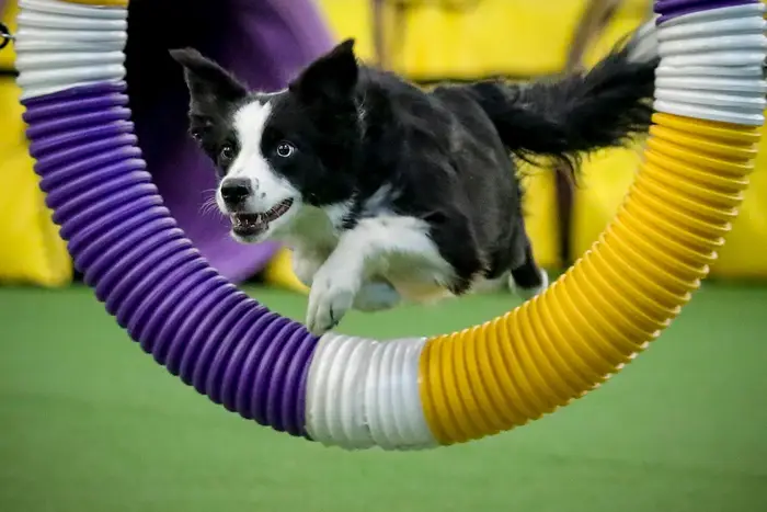 A photo of P!nk the border collie leaping through a course obstacle en route to winning the Westminster Kennel Club's agility title